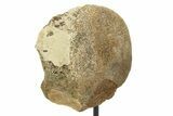 Fossil Hadrosaur Vertebra Section w/ Metal Stand - South Dakota #350607-2